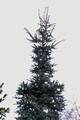 Abies pinsapo Glauca IMG_9409 Jodła hiszpańska